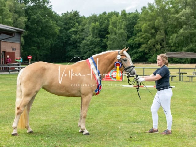 Elitestutenschau nachmittags 2