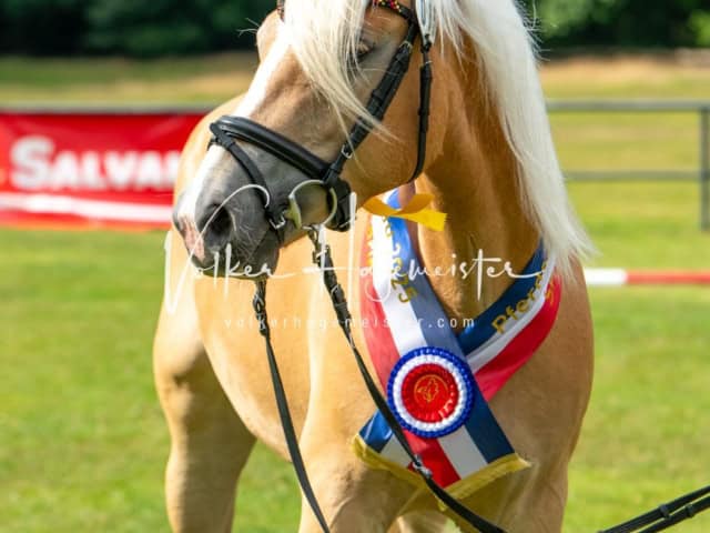 Elitestutenschau nachmittags 3