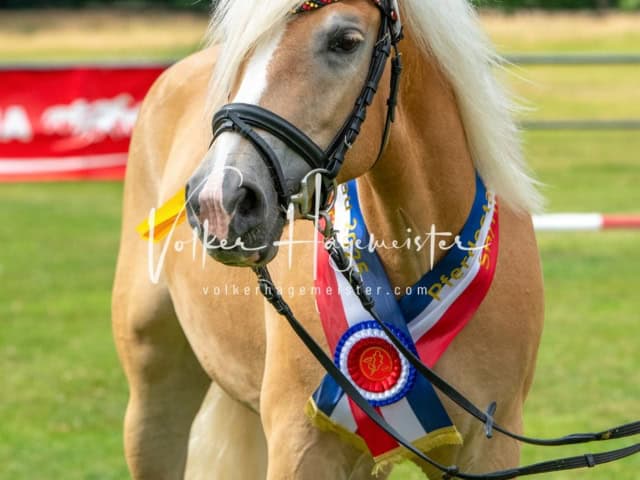 Elitestutenschau nachmittags 4