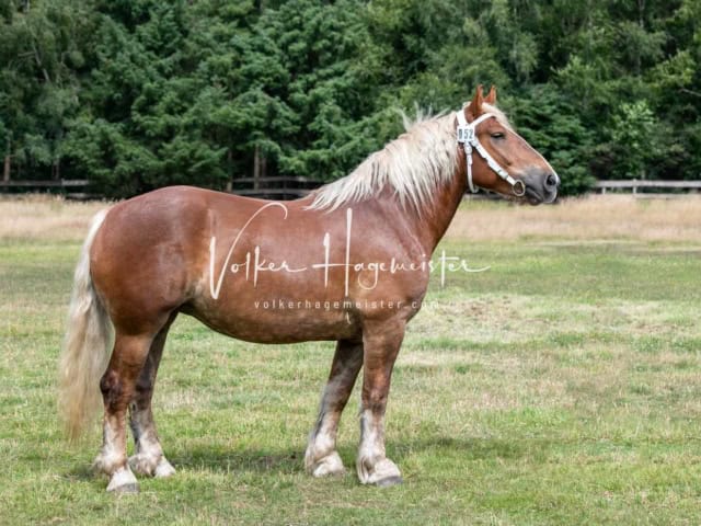 Elitestutenschau nachmittags 5