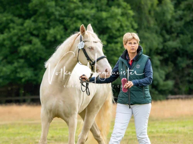 Elitestutenschau vormittags 2