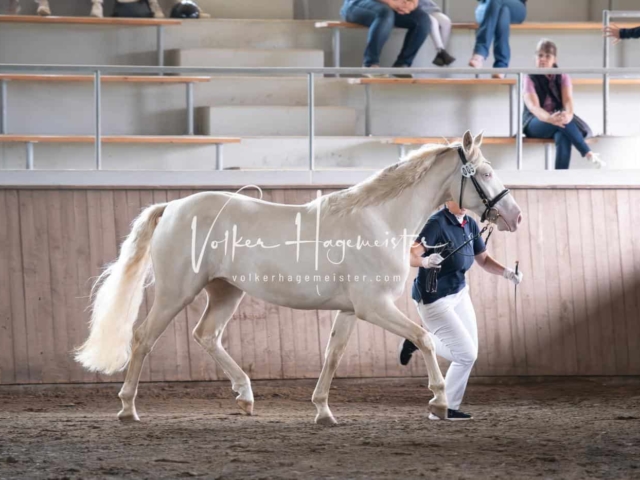 Elitestutenschau vormittags 3