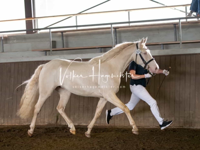 Elitestutenschau vormittags 4