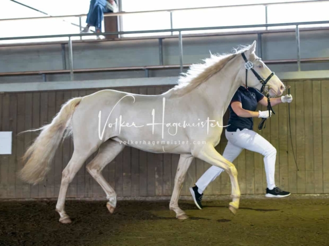 Elitestutenschau vormittags 5