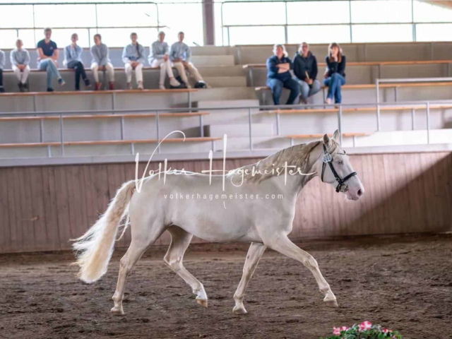 Elitestutenschau vormittags 6