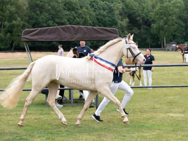 Elitestutenschau vormittags 7