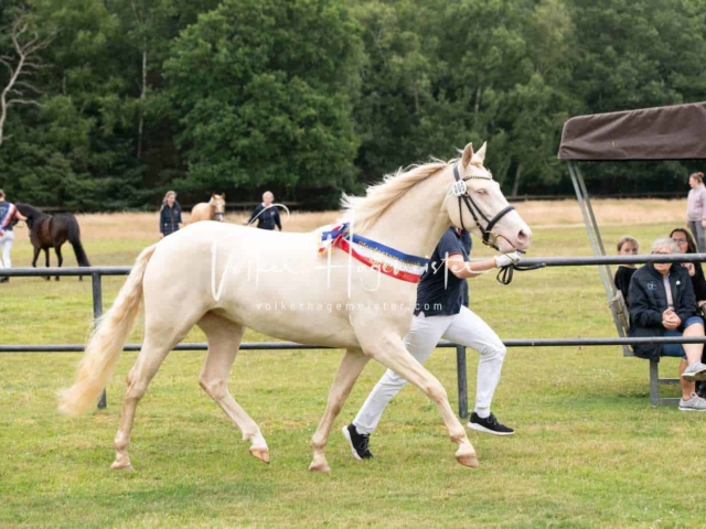 Elitestutenschau vormittags 8