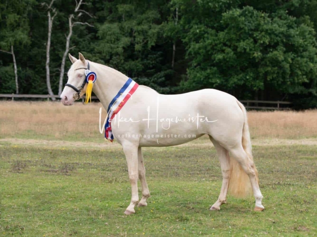 Elitestutenschau vormittags 9