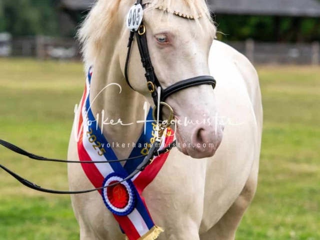 Elitestutenschau vormittags 10