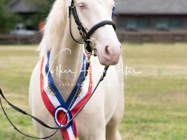 Elitestutenschau vormittags 11