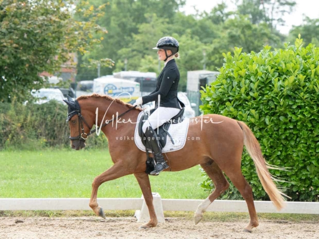 ZfdP Bundesturnier 12