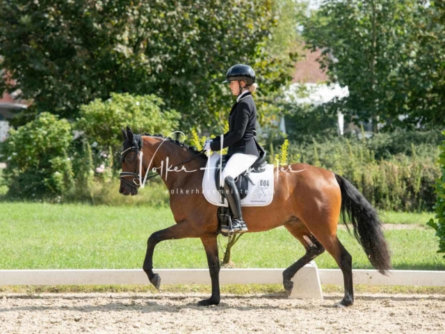 ZfdP Bundesturnier 19