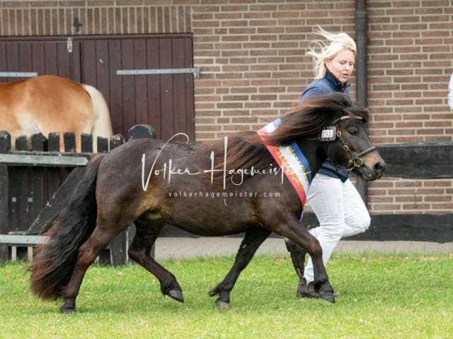 Elitestutenschau nachmittags 6