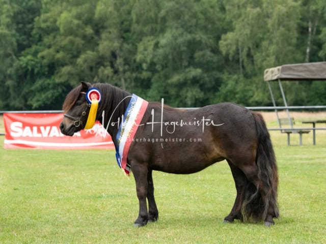 Elitestutenschau nachmittags 8
