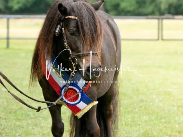 Elitestutenschau nachmittags 9