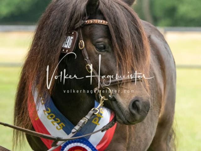 Elitestutenschau nachmittags 10