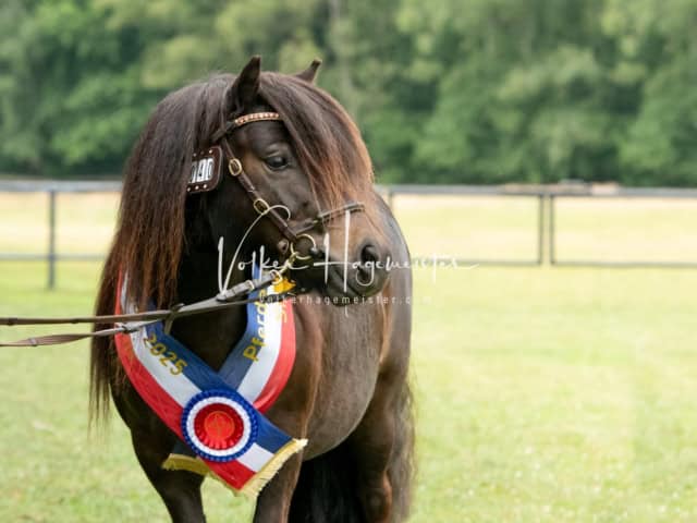 Elitestutenschau nachmittags 11