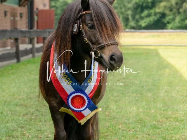 Elitestutenschau nachmittags 12