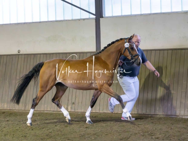 Elitestutenschau vormittags 12