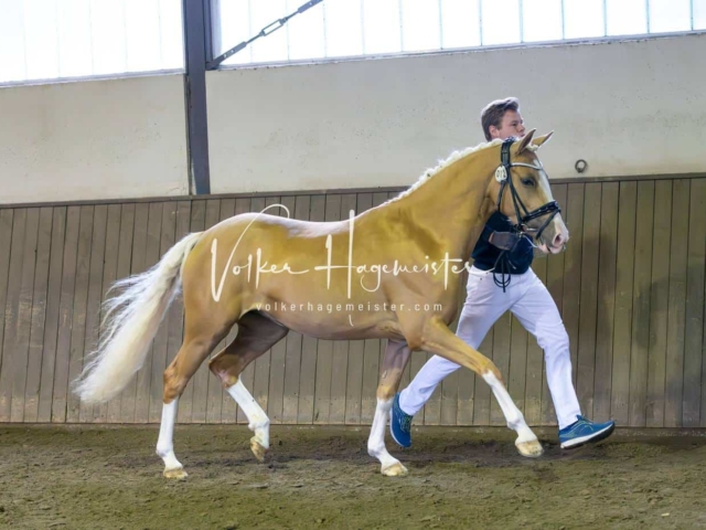 Elitestutenschau vormittags 13