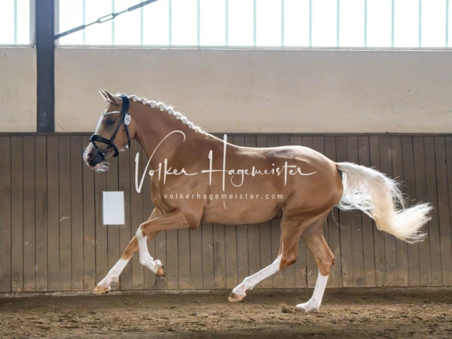 Elitestutenschau vormittags 14