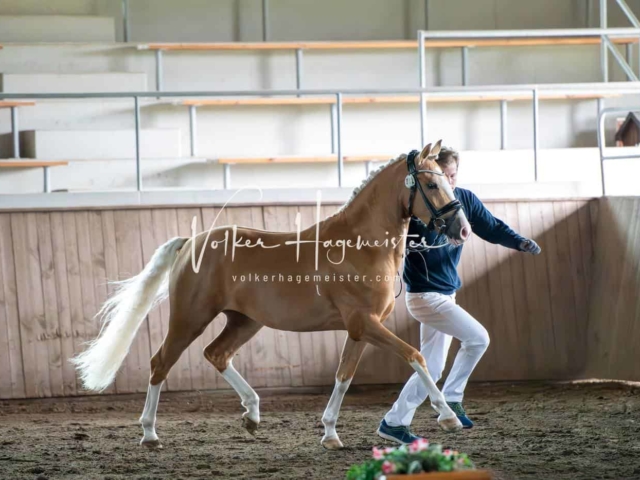 Elitestutenschau vormittags 15