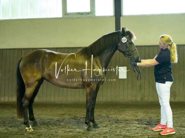 Elitestutenschau vormittags 16