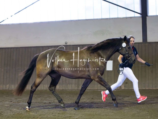 Elitestutenschau vormittags 17