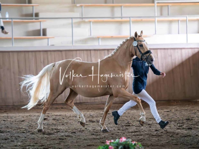 Elitestutenschau vormittags 18