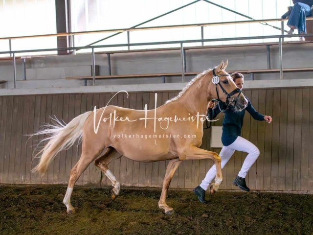 Elitestutenschau vormittags 19