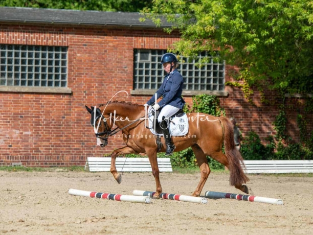 ZfdP Bundesturnier 12