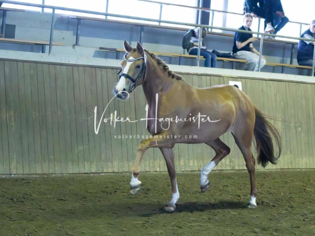 Elitestutenschau vormittags 20