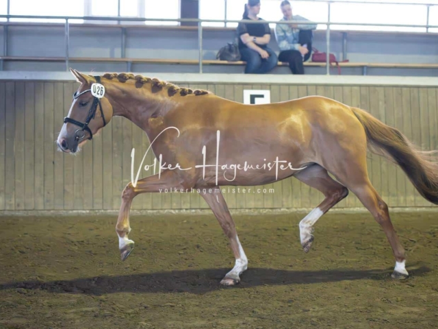 Elitestutenschau vormittags 21