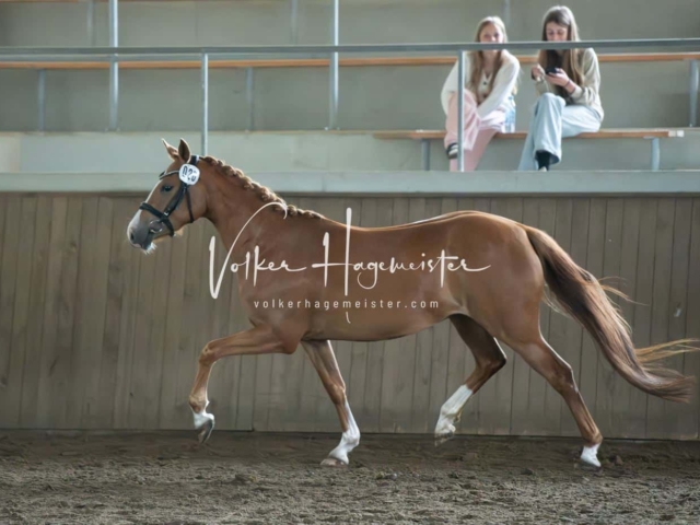 Elitestutenschau vormittags 22