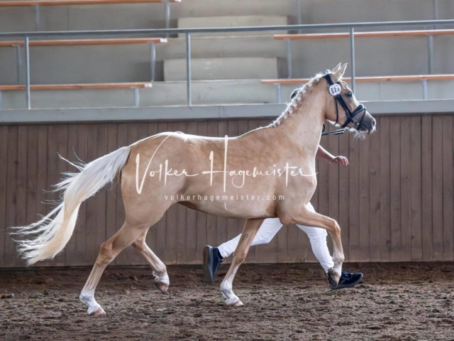 Elitestutenschau vormittags 23