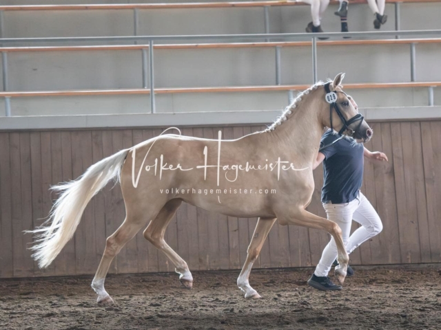 Elitestutenschau vormittags 24