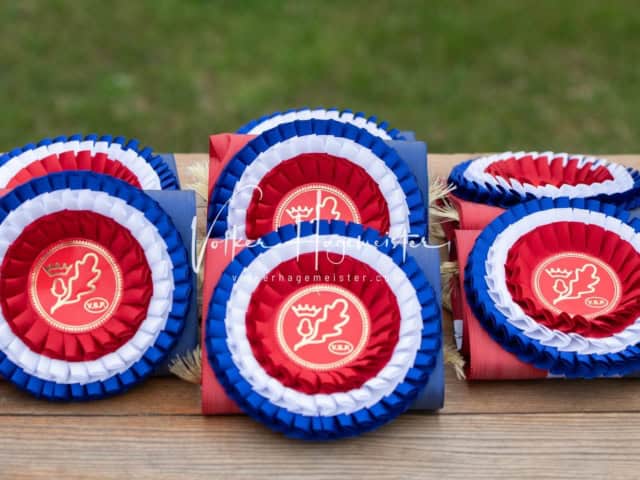 Elitestutenschau nachmittags 13