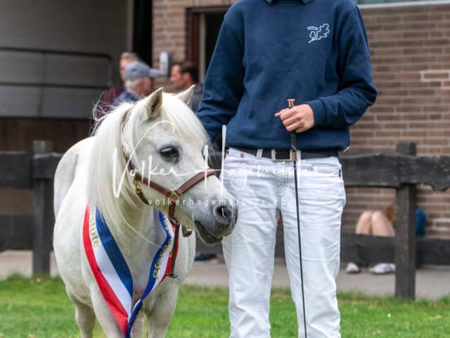 Elitestutenschau nachmittags 14
