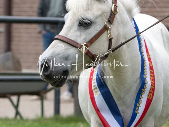 Elitestutenschau nachmittags 15