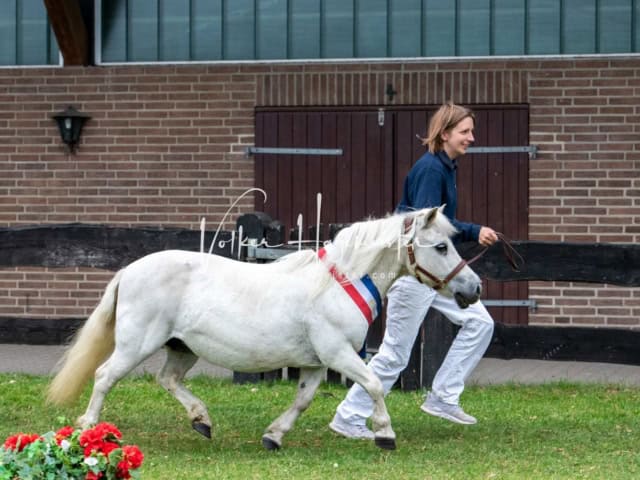Elitestutenschau nachmittags 16