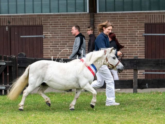 Elitestutenschau nachmittags 17