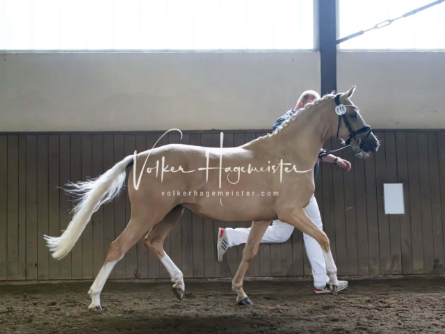 Elitestutenschau vormittags 25