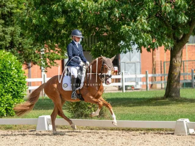 ZfdP Bundesturnier 21