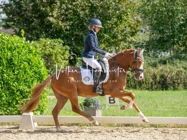 ZfdP Bundesturnier 22