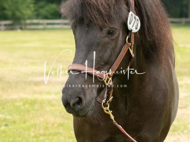 Elitestutenschau nachmittags 18