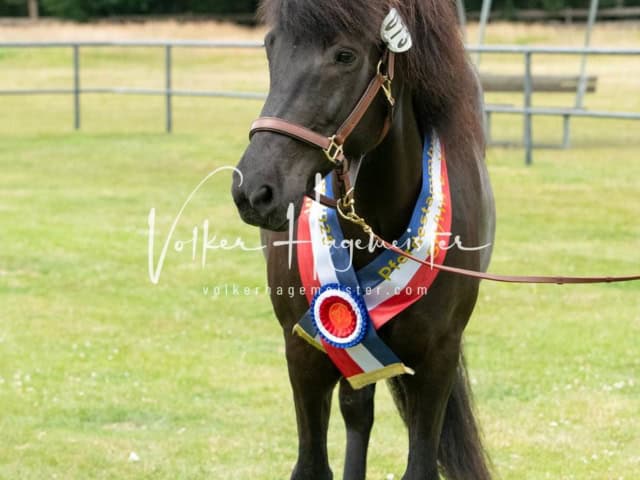 Elitestutenschau nachmittags 19