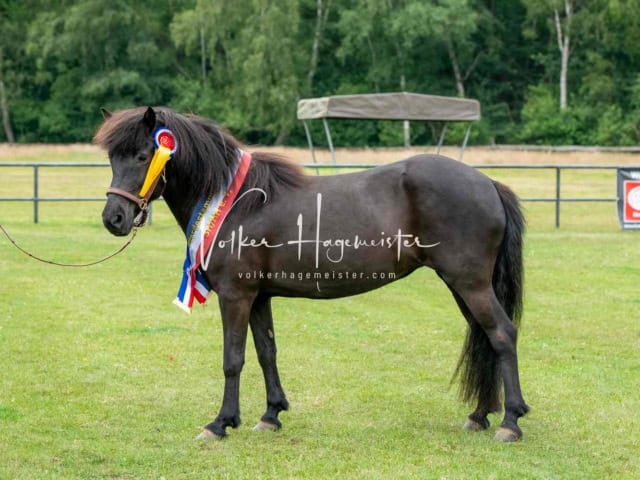 Elitestutenschau nachmittags 20