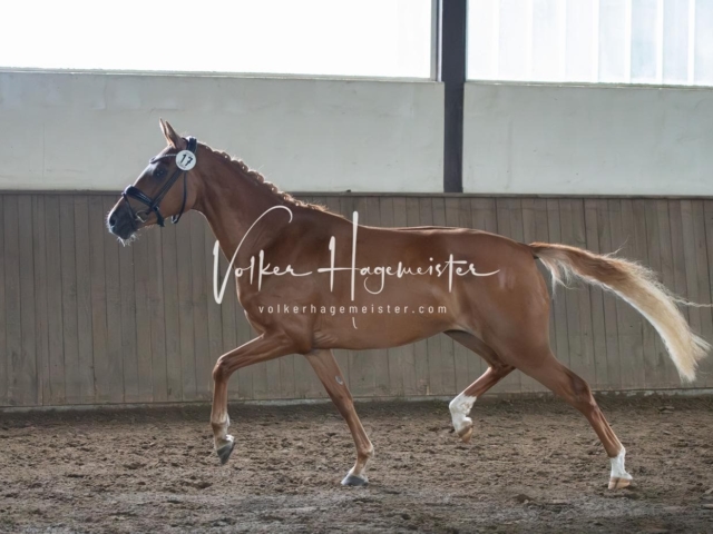 Elitestutenschau vormittags 27