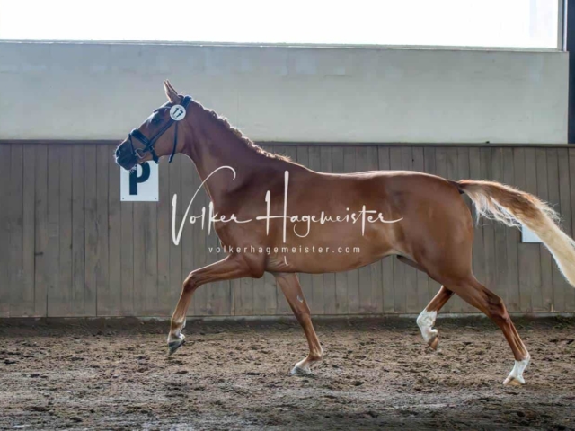 Elitestutenschau vormittags 28