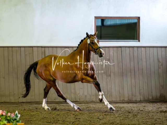 Elitestutenschau vormittags 29